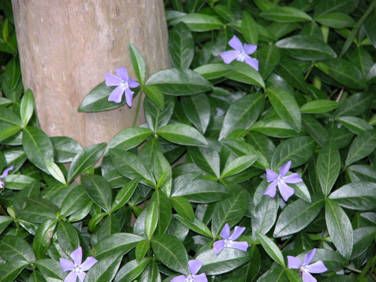 lesser periwinkle